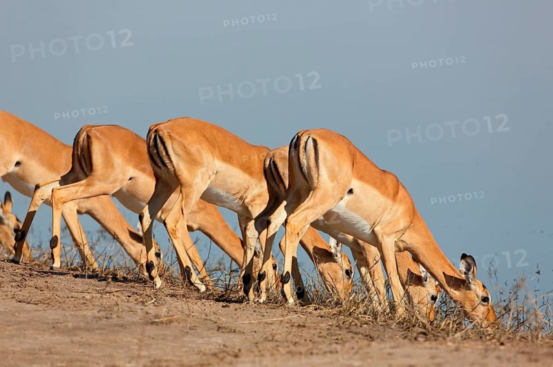 Blackfaced impala