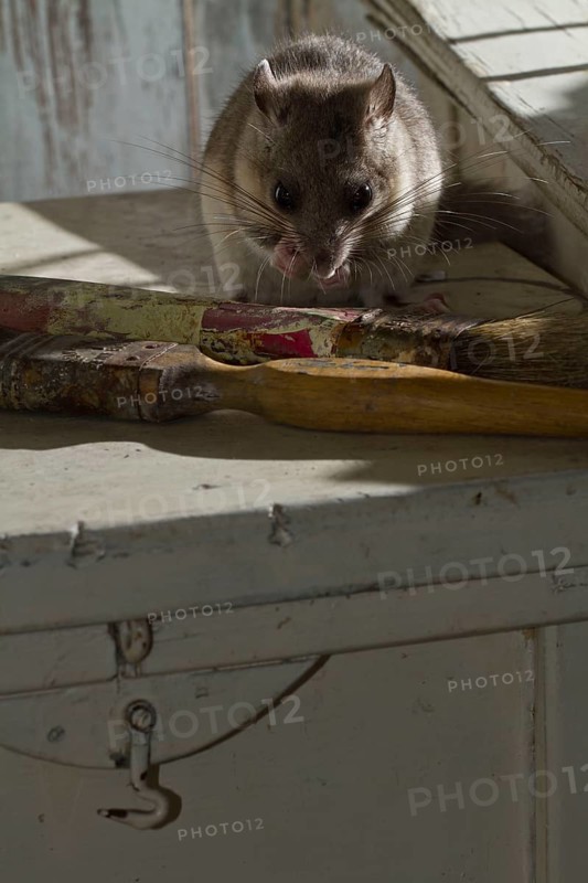 Fat dormouse