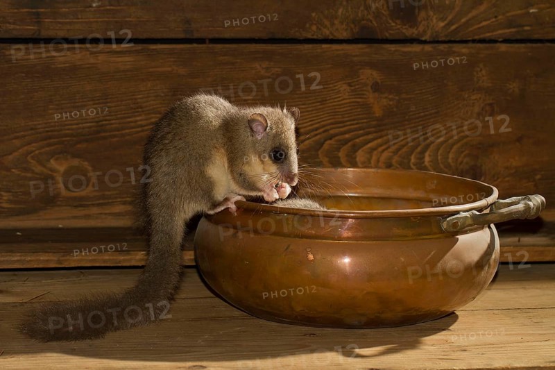Edible dormouse