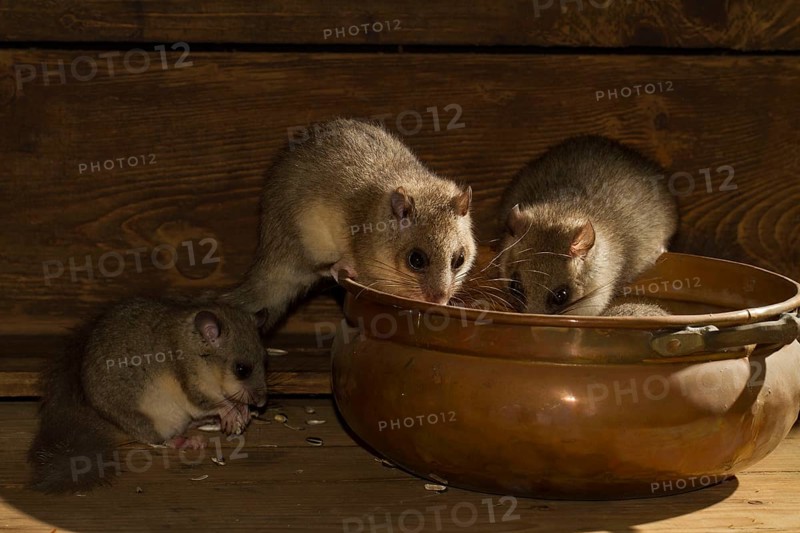 Edible dormouse