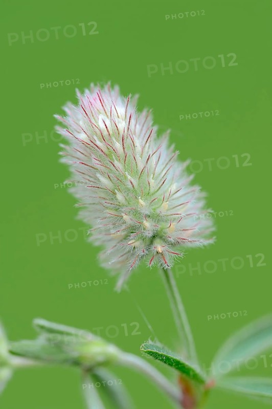 Hare clover