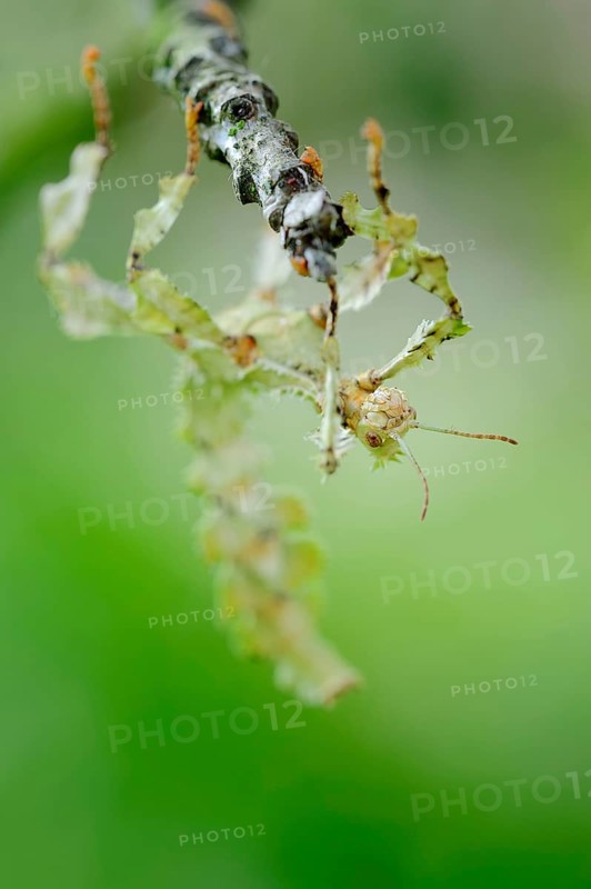 Walking Stick