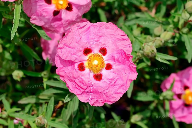 Orchid Rockrose