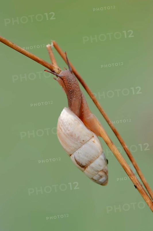 March snail