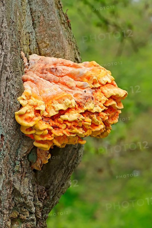 Sulphur Shelf