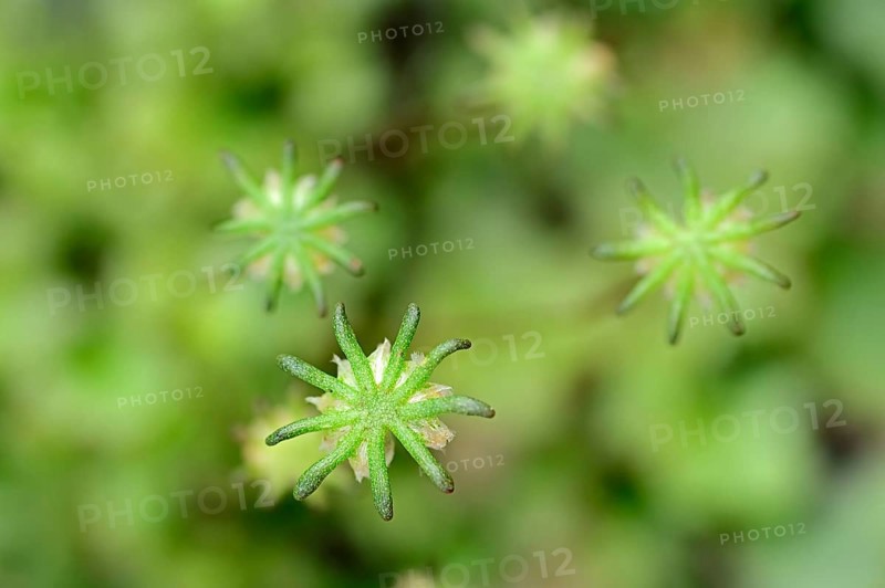 Common Liverwort