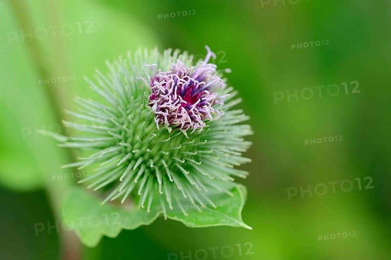 Greater Burdock