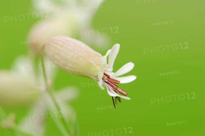 Bladder Campion