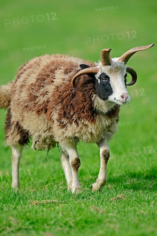 Jacob sheep
