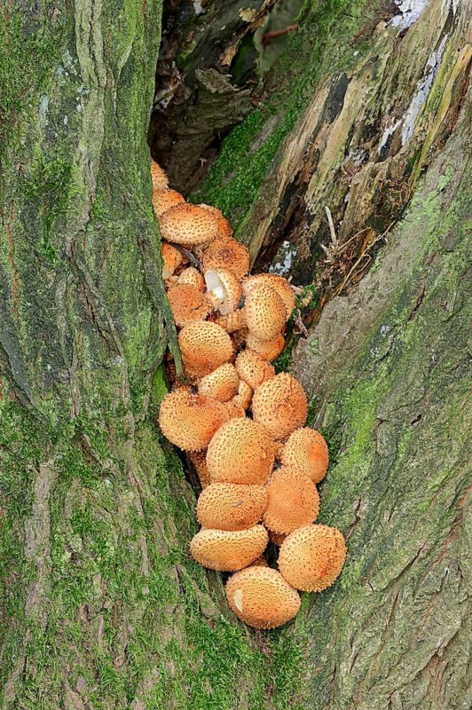 Shaggy scalycap