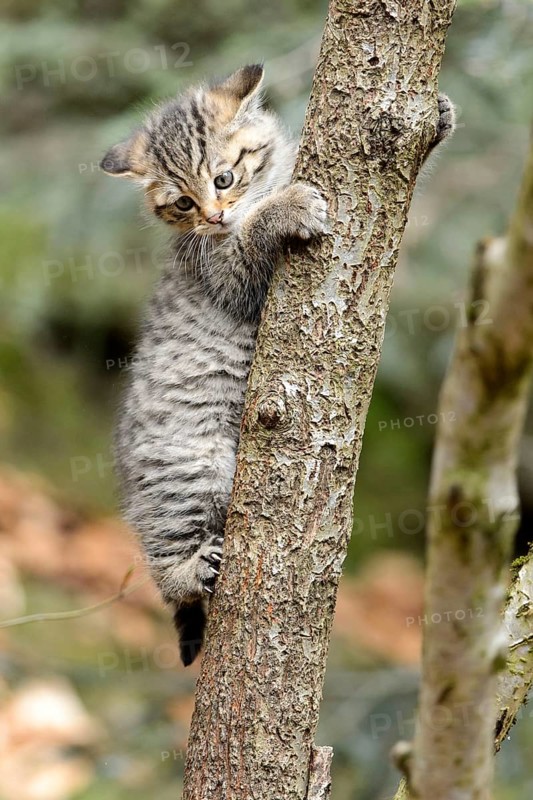 European Wildcat