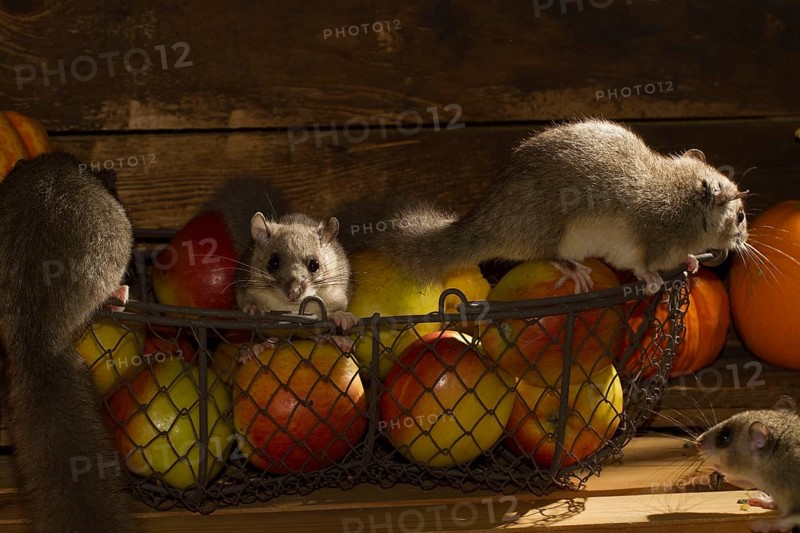 Edible dormouse