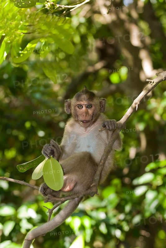 Rhesus macaque