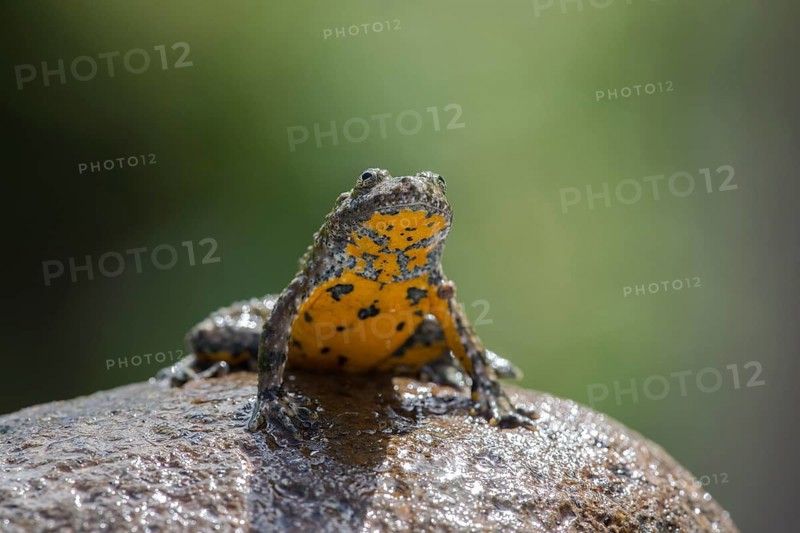 Yellow-bellied toad