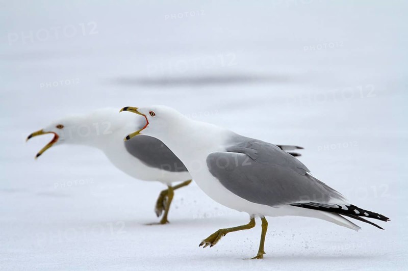 Ring-billed Gulls
