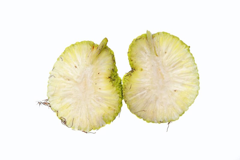 Hedge apple