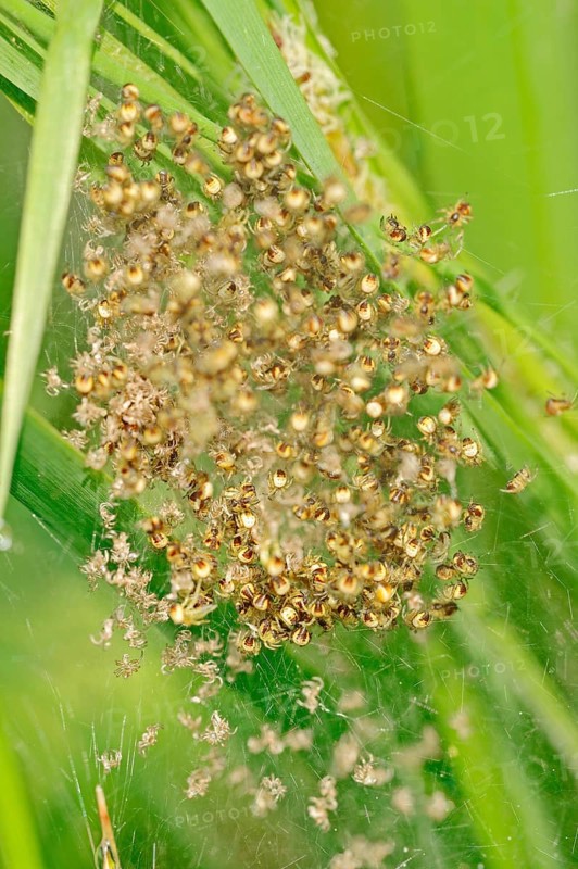 Young Four Spot Orb Weavers in web