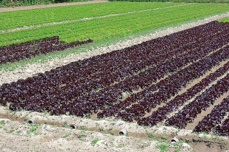 Field with Lollo Rosso lettuce and Lollo Bionda lettuce