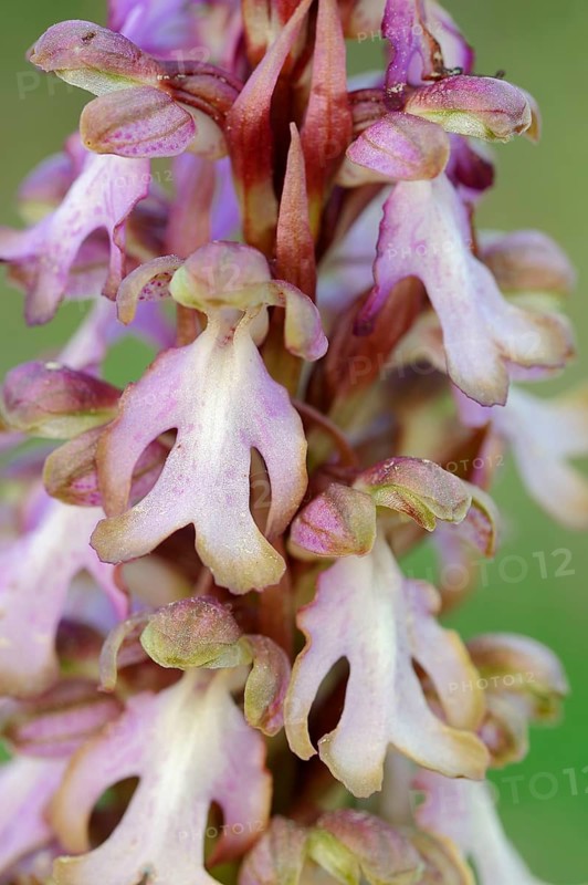 Giant orchid