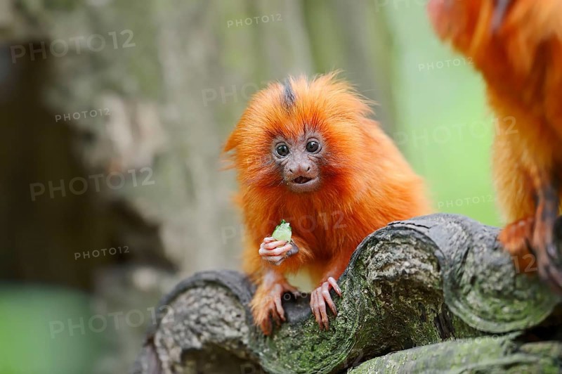 Young Golden Lion Tamarin