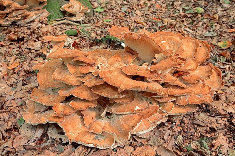 Giant polypore