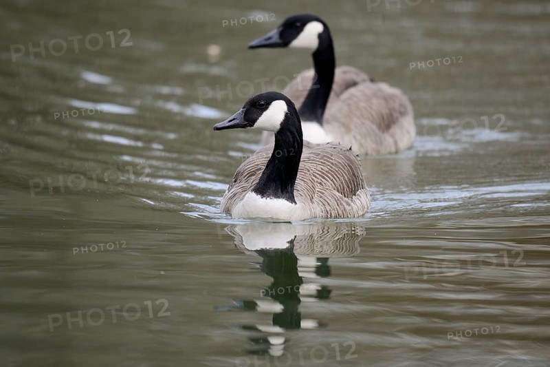 Canada geese