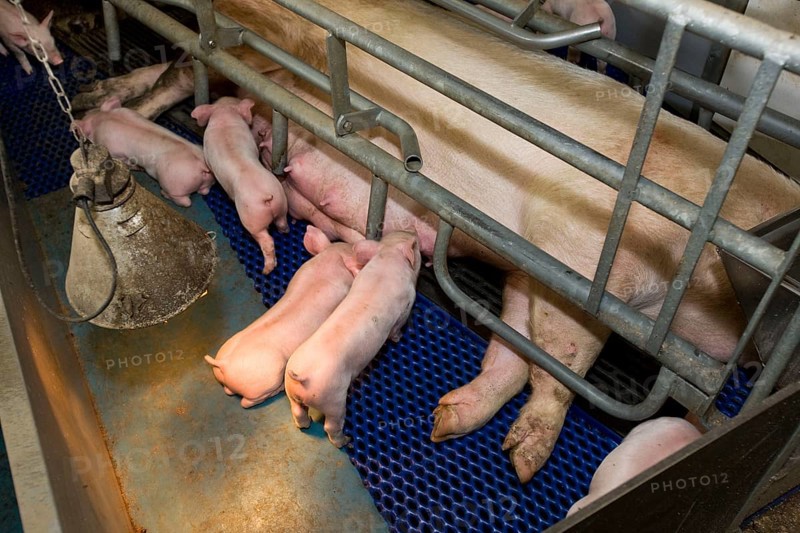Domestic pigs