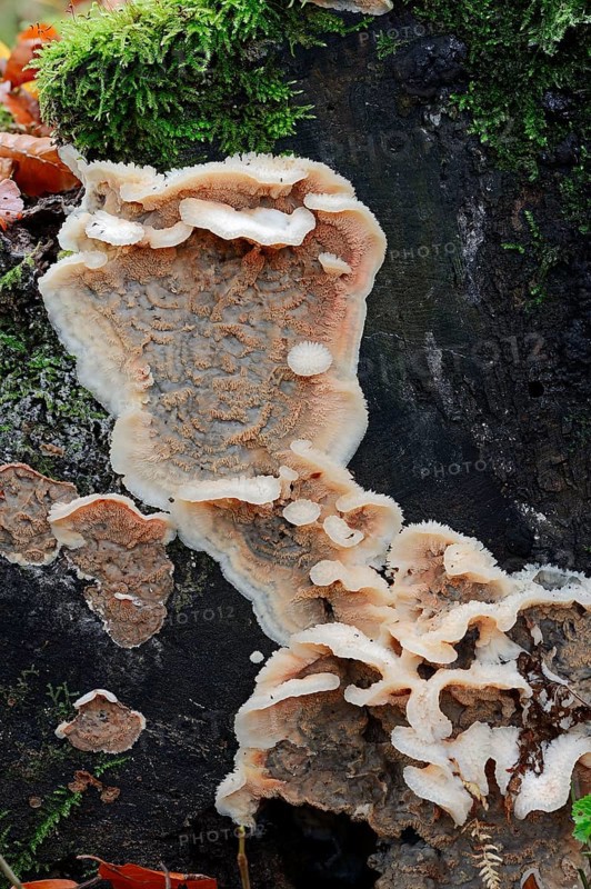White-Rot Fungus