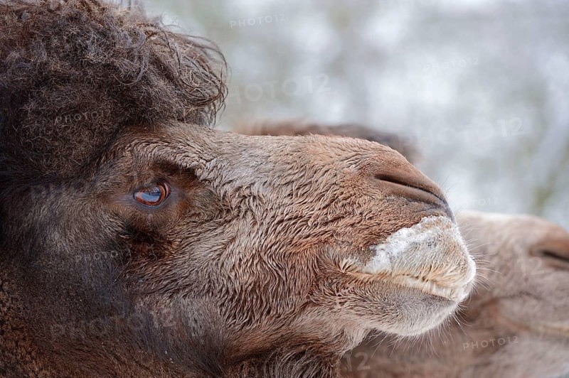 Bactrian camel
