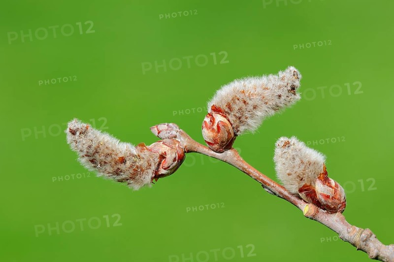 Male flowers
