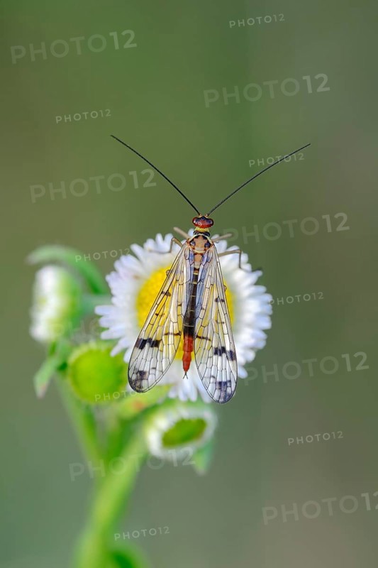 Scorpion Fly