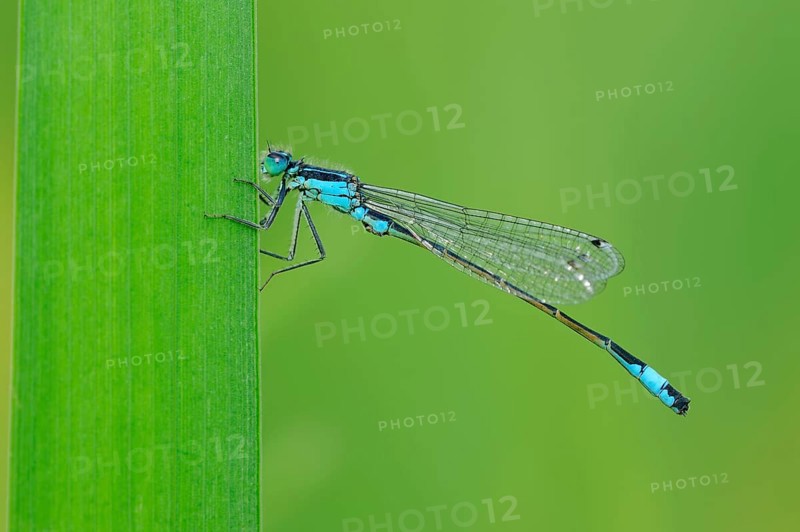 Blue-tailed damselfly