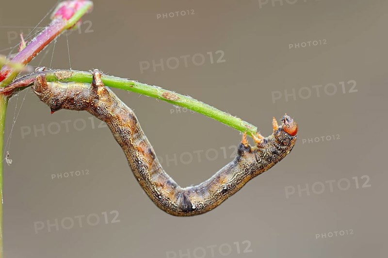 Feathered Thorn