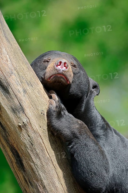 Sun bear