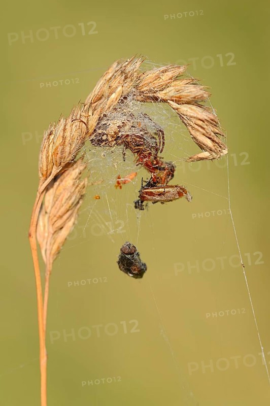 Furrow spider