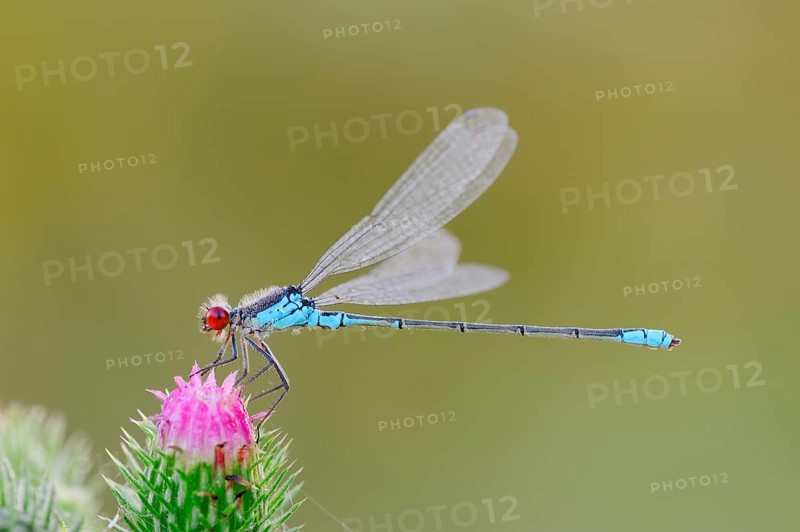 Small Red-eyed Damselfly