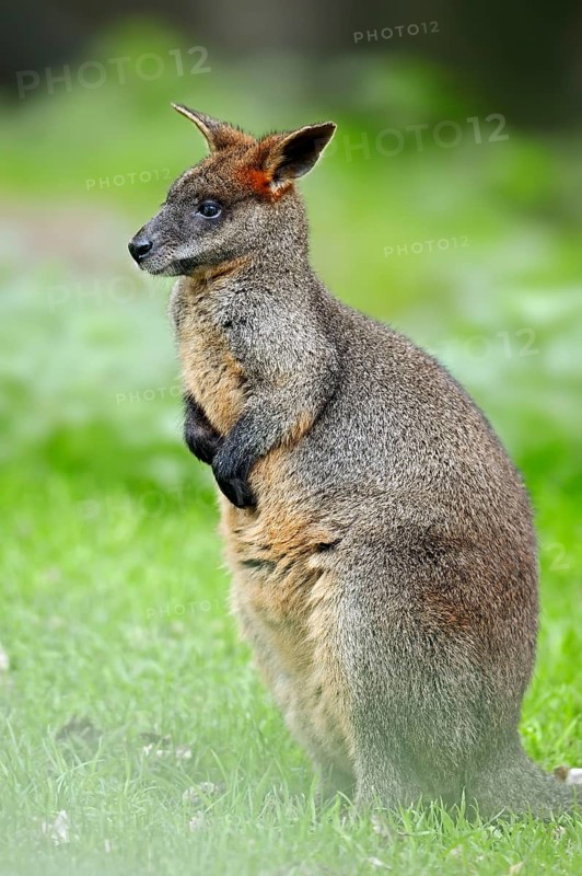 Marsh Wallaby