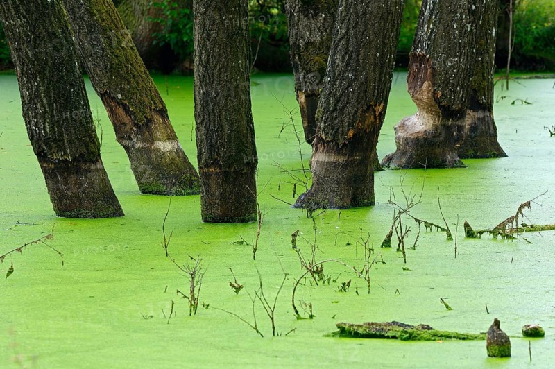 Pond
