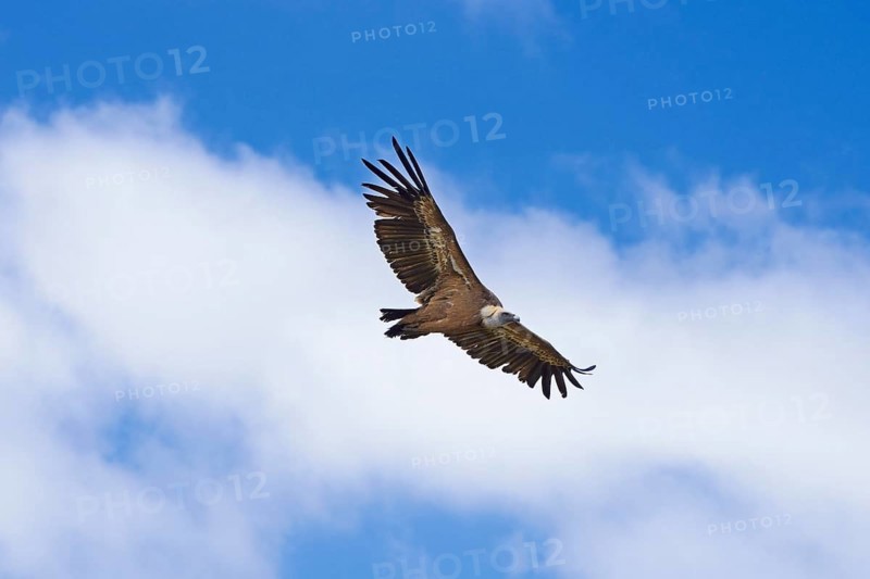 Vulture