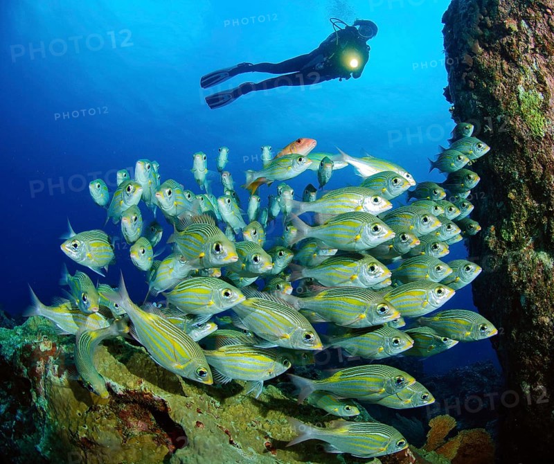 Diver looking at and illuminating shoal of luminous spotted road sweeper