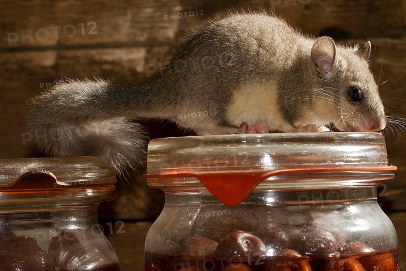 Fat dormouse
