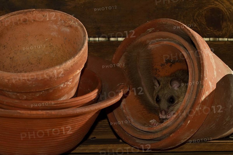 Edible dormouse