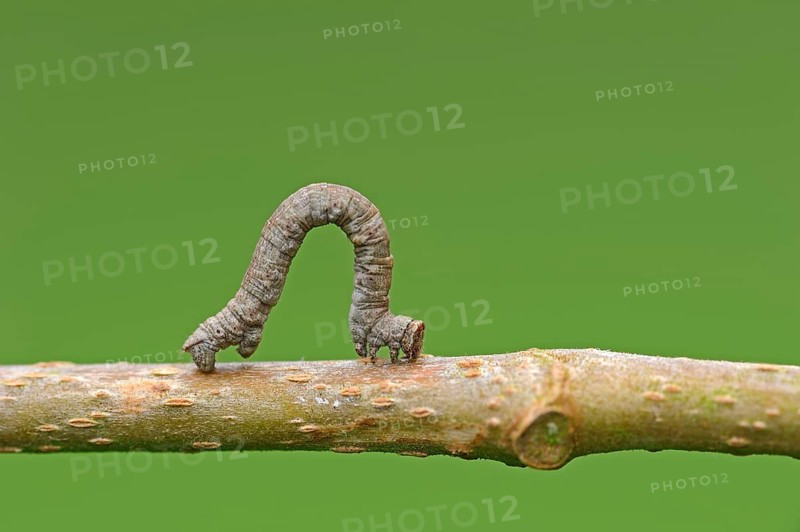 Oak bush ringworm