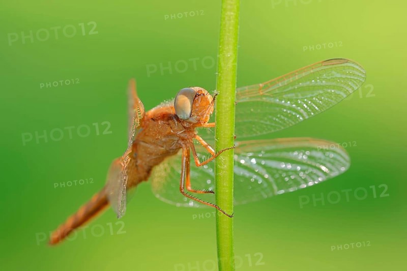 Scarlet Dragonfly