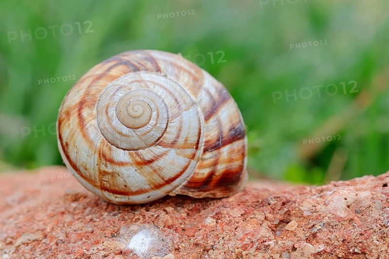 Striped Helix lucorum