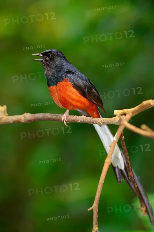 White-rumped Shama