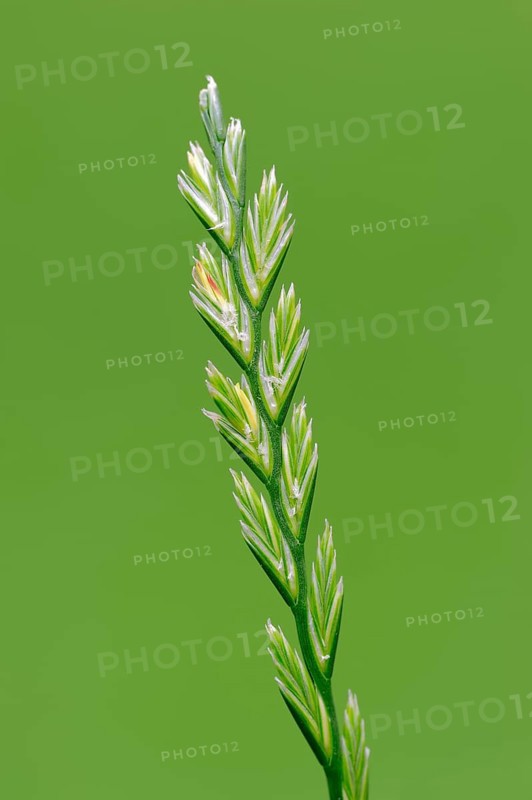 Perennial Ryegrass