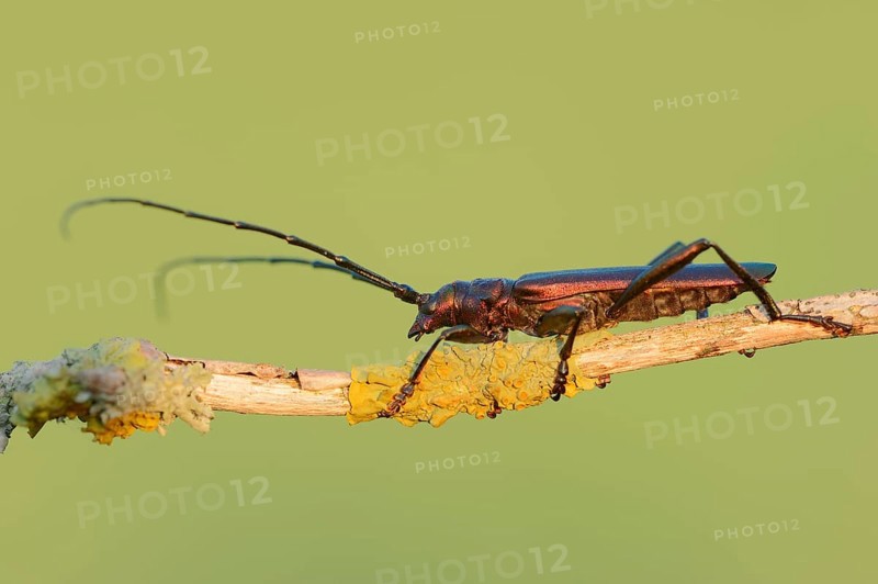 Musk beetle