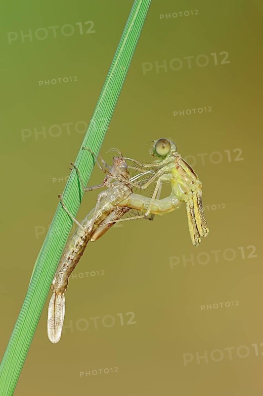 Willow Emerald Damselfly
