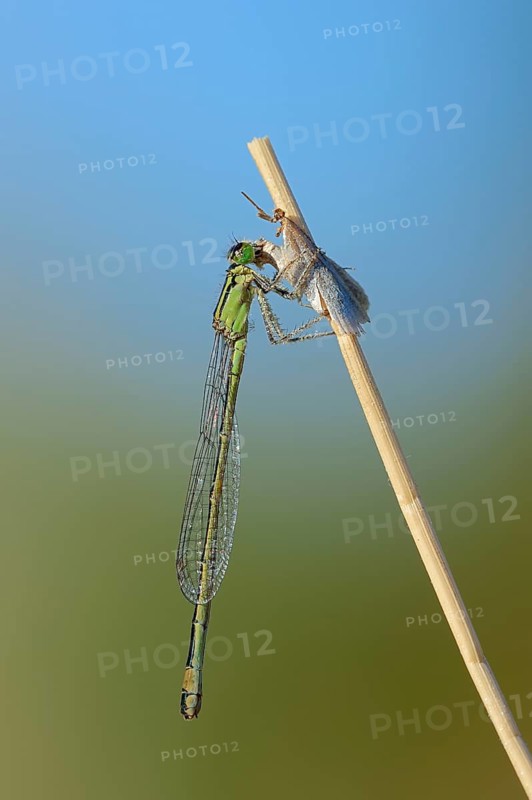 Blue-tailed damselfly